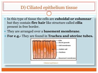 D) Ciliated epithelium tissue
 In this type of tissue the cells are cuboidal or columnar
but they contain fire hair like structure called cilia
present in free border.
 They are arranged over a basement membrane.
 For e.g.- They are found in Trachea and uterine tubes.
 