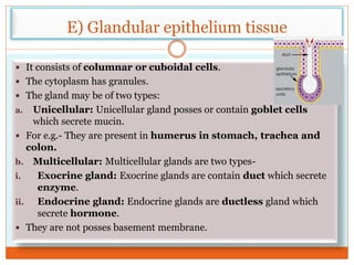 E) Glandular epithelium tissue
 It consists of columnar or cuboidal cells.
 The cytoplasm has granules.
 The gland may be of two types:
a. Unicellular: Unicellular gland posses or contain goblet cells
which secrete mucin.
 For e.g.- They are present in humerus in stomach, trachea and
colon.
b. Multicellular: Multicellular glands are two types-
i. Exocrine gland: Exocrine glands are contain duct which secrete
enzyme.
ii. Endocrine gland: Endocrine glands are ductless gland which
secrete hormone.
 They are not posses basement membrane.
 