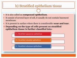 b) Stratified epithelium tissue
 It is also called as compound epithelium.
 It consist of several layer of cell, it usually do not contain basement
membrane.
 It is present in surface where there is considerable wear and tear.
 Depending on the type of cells present on stratified
epithelium tissue is further classified into-
A. Stratified squamous epithelium
B. Stratified cuboidal epithelium
C. Stratified columnar epithelium
 