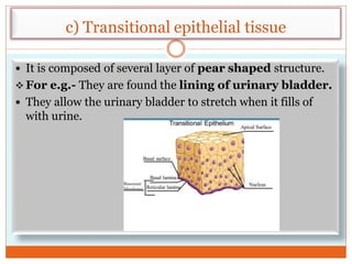 c) Transitional epithelial tissue
 It is composed of several layer of pear shaped structure.
 For e.g.- They are found the lining of urinary bladder.
 They allow the urinary bladder to stretch when it fills of
with urine.
 