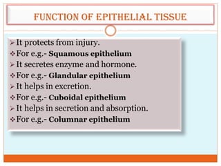 Function of epithelial tissue
It protects from injury.
For e.g.- Squamous epithelium
It secretes enzyme and hormone.
For e.g.- Glandular epithelium
It helps in excretion.
For e.g.- Cuboidal epithelium
It helps in secretion and absorption.
For e.g.- Columnar epithelium
 