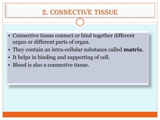 2. Connective tissue
 Connective tissue connect or bind together different
organ or different parts of organ.
 They contain an intra-cellular substance called matrix.
 It helps in binding and supporting of cell.
 Blood is also a connective tissue.
 
