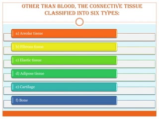 Other than blood, the connective tissue
classified into six types:
a) Areolar tissue
b) Fibrous tissue
c) Elastic tissue
d) Adipose tissue
e) Cartilage
f) Bone
 
