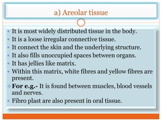 a) Areolar tissue
 It is most widely distributed tissue in the body.
 It is a loose irregular connective tissue.
 It connect the skin and the underlying structure.
 It also fills unoccupied spaces between organs.
 It has jellies like matrix.
 Within this matrix, white fibres and yellow fibres are
present.
For e.g.- It is found between muscles, blood vessels
and nerves.
 Fibro plast are also present in oral tissue.
 