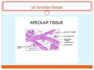 a) Areolar tissue
 