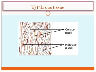 b) Fibrous tissue
 
