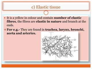 c) Elastic tissue
 It is a yellow in colour and contain number of elastic
fibres, the fibres are elastic in nature and branch at the
ends.
 For e.g.- They are found in trachea, larynx, bronchi,
aorta and arteries.
 