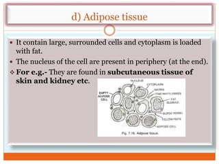 d) Adipose tissue
 It contain large, surrounded cells and cytoplasm is loaded
with fat.
 The nucleus of the cell are present in periphery (at the end).
 For e.g.- They are found in subcutaneous tissue of
skin and kidney etc.
 