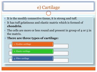 e) Cartilage
 It is the modify connective tissue, it is strong and tuff.
 It has tuff gelatinous and elastic matrix which is formed of
chondrin.
 The cells are more or less round and present in group of 4 or 5 in
the matrix.
 There are three types of cartilage:
1. Hyaline cartilage
2. Elastic cartilage
3. Fibro cartilage
 