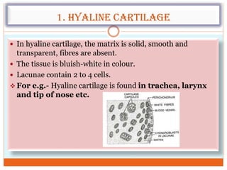1. Hyaline cartilage
 In hyaline cartilage, the matrix is solid, smooth and
transparent, fibres are absent.
 The tissue is bluish-white in colour.
 Lacunae contain 2 to 4 cells.
 For e.g.- Hyaline cartilage is found in trachea, larynx
and tip of nose etc.
 