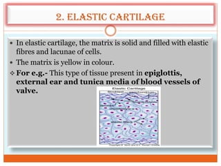 2. Elastic cartilage
 In elastic cartilage, the matrix is solid and filled with elastic
fibres and lacunae of cells.
 The matrix is yellow in colour.
 For e.g.- This type of tissue present in epiglottis,
external ear and tunica media of blood vessels of
valve.
 