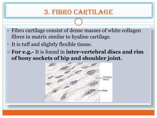 3. Fibro cartilage
 Fibro cartilage consist of dense masses of white collagen
fibres in matrix similar to hyaline cartilage.
 It is tuff and slightly flexible tissue.
 For e.g.- It is found in inter-vertebral discs and rim
of bony sockets of hip and shoulder joint.
 