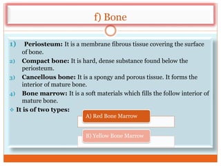 f) Bone
1) Periosteum: It is a membrane fibrous tissue covering the surface
of bone.
2) Compact bone: It is hard, dense substance found below the
periosteum.
3) Cancellous bone: It is a spongy and porous tissue. It forms the
interior of mature bone.
4) Bone marrow: It is a soft materials which fills the follow interior of
mature bone.
 It is of two types:
A) Red Bone Marrow
B) Yellow Bone Marrow
 