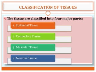Classification of tissues
 The tissue are classified into four major parts:
1. Epithelial Tissue
2. Connective Tissue
3. Muscular Tissue
4. Nervous Tissue
 