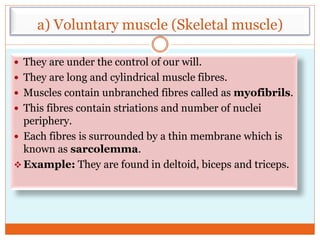 a) Voluntary muscle (Skeletal muscle)
 They are under the control of our will.
 They are long and cylindrical muscle fibres.
 Muscles contain unbranched fibres called as myofibrils.
 This fibres contain striations and number of nuclei
periphery.
 Each fibres is surrounded by a thin membrane which is
known as sarcolemma.
 Example: They are found in deltoid, biceps and triceps.
 