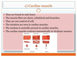 c) Cardiac muscle
 They are found in only heart.
 The muscle fibre are short, cylindrical and branches.
 They are not control of will.
 The striation are seen in cardiac muscles.
 The nucleus is centrally present in cardiac muscles.
 The cardiac muscles contract automatically in rhythmic manner.
 