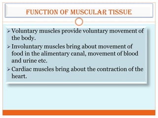 Function of muscular tissue
Voluntary muscles provide voluntary movement of
the body.
Involuntary muscles bring about movement of
food in the alimentary canal, movement of blood
and urine etc.
Cardiac muscles bring about the contraction of the
heart.
 