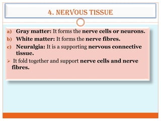 4. Nervous tissue
a) Gray matter: It forms the nerve cells or neurons.
b) White matter: It forms the nerve fibres.
c) Neuralgia: It is a supporting nervous connective
tissue.
 It fold together and support nerve cells and nerve
fibres.
 