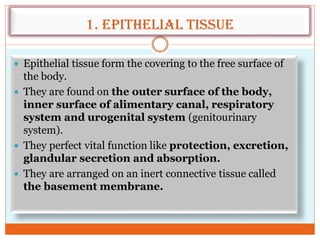 1. Epithelial Tissue
 Epithelial tissue form the covering to the free surface of
the body.
 They are found on the outer surface of the body,
inner surface of alimentary canal, respiratory
system and urogenital system (genitourinary
system).
 They perfect vital function like protection, excretion,
glandular secretion and absorption.
 They are arranged on an inert connective tissue called
the basement membrane.
 