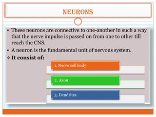 Neurons
 These neurons are connective to one-another in such a way
that the nerve impulse is passed on from one to other till
reach the CNS.
 A neuron is the fundamental unit of nervous system.
 It consist of:
1. Nerve cell body
2. Axon
3. Dendrites
 