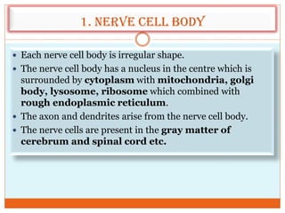 1. Nerve cell body
 Each nerve cell body is irregular shape.
 The nerve cell body has a nucleus in the centre which is
surrounded by cytoplasm with mitochondria, golgi
body, lysosome, ribosome which combined with
rough endoplasmic reticulum.
 The axon and dendrites arise from the nerve cell body.
 The nerve cells are present in the gray matter of
cerebrum and spinal cord etc.
 