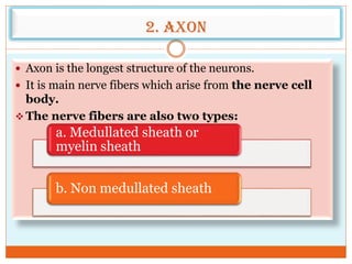 2. Axon
 Axon is the longest structure of the neurons.
 It is main nerve fibers which arise from the nerve cell
body.
 The nerve fibers are also two types:
a. Medullated sheath or
myelin sheath
b. Non medullated sheath
 