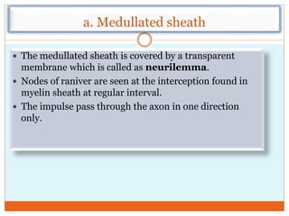 a. Medullated sheath
 The medullated sheath is covered by a transparent
membrane which is called as neurilemma.
 Nodes of raniver are seen at the interception found in
myelin sheath at regular interval.
 The impulse pass through the axon in one direction
only.
 