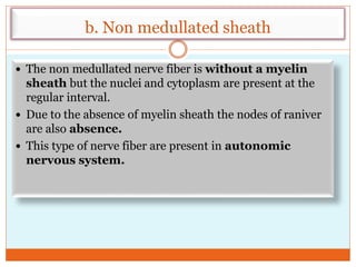 b. Non medullated sheath
 The non medullated nerve fiber is without a myelin
sheath but the nuclei and cytoplasm are present at the
regular interval.
 Due to the absence of myelin sheath the nodes of raniver
are also absence.
 This type of nerve fiber are present in autonomic
nervous system.
 