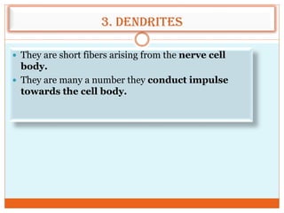 3. Dendrites
 They are short fibers arising from the nerve cell
body.
 They are many a number they conduct impulse
towards the cell body.
 