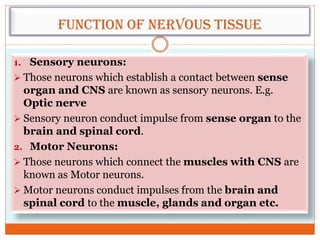 Function of nervous tissue
1. Sensory neurons:
 Those neurons which establish a contact between sense
organ and CNS are known as sensory neurons. E.g.
Optic nerve
 Sensory neuron conduct impulse from sense organ to the
brain and spinal cord.
2. Motor Neurons:
 Those neurons which connect the muscles with CNS are
known as Motor neurons.
 Motor neurons conduct impulses from the brain and
spinal cord to the muscle, glands and organ etc.
 