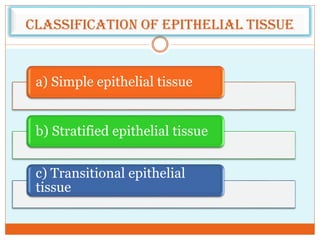 Classification of epithelial tissue
a) Simple epithelial tissue
b) Stratified epithelial tissue
c) Transitional epithelial
tissue
 