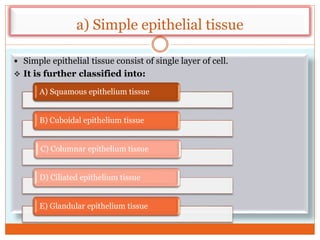 a) Simple epithelial tissue
 Simple epithelial tissue consist of single layer of cell.
 It is further classified into:
A) Squamous epithelium tissue
B) Cuboidal epithelium tissue
C) Columnar epithelium tissue
D) Ciliated epithelium tissue
E) Glandular epithelium tissue
 