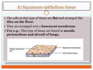 A) Squamous epithelium tissue
 The cells in this type of tissue are flat and arranged like
tiles on the floor.
 They are arranged over a basement membrane.
 For e.g.- This type of tissue are found in mouth,
pericardium and alveoli of lungs.
 