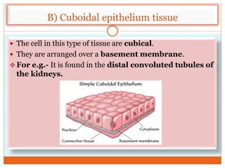B) Cuboidal epithelium tissue
 The cell in this type of tissue are cubical.
 They are arranged over a basement membrane.
 For e.g.- It is found in the distal convoluted tubules of
the kidneys.
 