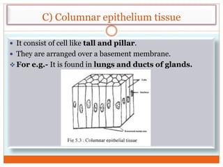 C) Columnar epithelium tissue
 It consist of cell like tall and pillar.
 They are arranged over a basement membrane.
 For e.g.- It is found in lungs and ducts of glands.
 