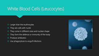 White Blood Cells (Leucocytes)
 Larger than the erythrocytes
 They are cells with nuclei
 They come in different sizes and nuclear shape
 They form the defence or immunity of the body
 Produce antibiotics
 Use phagocytosis to engulf infections
 