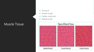 Muscle Tissue
 Consist of:
 Smooth muscle
 Cardiac muscle and
 Skeletal muscle
 