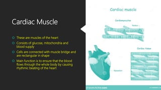 Cardiac Muscle
 These are muscles of the heart
 Consists of glucose, mitochondria and
blood supply
 Cells are connected with muscle bridge and
are rectangular in shape
 Main function is to ensure that the blood
flows through the whole body by causing
rhythmic beating of the heart
 