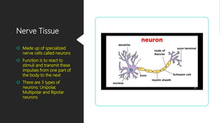 Nerve Tissue
 Made up of specialized
nerve cells called neurons
 Function is to react to
stimuli and transmit these
impulses from one part of
the body to the next
 There are 3 types of
neurons: Unipolar,
Multipolar and Bipolar
neurons
 
