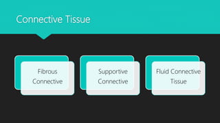 Connective Tissue
Fibrous
Connective
Supportive
Connective
Fluid Connective
Tissue
 