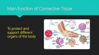 Main function of Connective Tissue
To protect and
support different
organs of the body
 