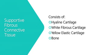 Supportive
Fibrous
Connective
Tissue
Consists of:
Hyaline Cartilage
White Fibrous Cartilage
Yellow Elastic Cartilage
Bone
 