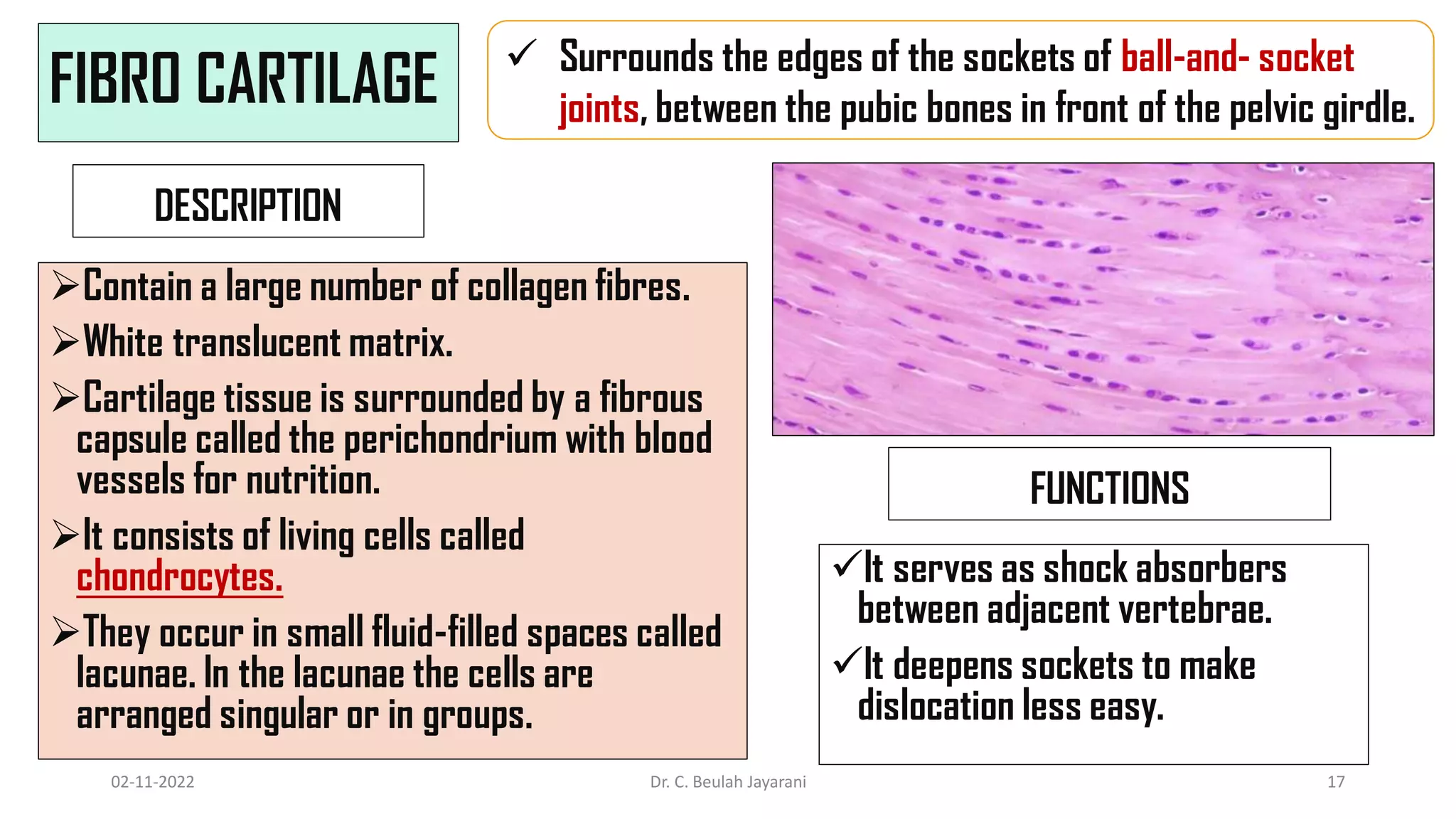 ANIMAL TISSUE - 2 (1).pdf