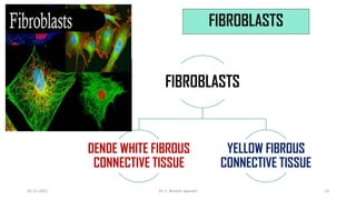 FIBROBLASTS
FIBROBLASTS
DENDE WHITE FIBROUS
CONNECTIVE TISSUE
YELLOW FIBROUS
CONNECTIVE TISSUE
02-11-2022 Dr. C. Beulah Jayarani 10
 