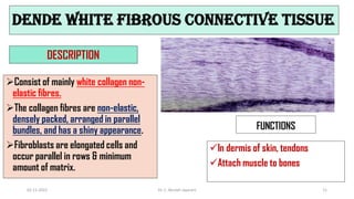 DENDE WHITE FIBROUS CONNECTIVE TISSUE
DESCRIPTION
Consist of mainly white collagen non-
elastic fibres.
The collagen fibres are non-elastic,
densely packed, arranged in parallel
bundles, and has a shiny appearance.
Fibroblasts are elongated cells and
occur parallel in rows & minimum
amount of matrix.
FUNCTIONS
In dermis of skin, tendons
Attach muscle to bones
02-11-2022 Dr. C. Beulah Jayarani 11
 
