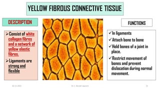 YELLOW FIBROUS CONNECTIVE TISSUE
DESCRIPTION
Consist of white
collagen fibres
and a network of
yellow elastic
fibres.
Ligaments are
strong and
flexible
FUNCTIONS
In ligaments
Attach bone to bone
Hold bones of a joint in
place.
Restrict movement of
bones and prevent
dislocation during normal
movement.
02-11-2022 Dr. C. Beulah Jayarani 12
 
