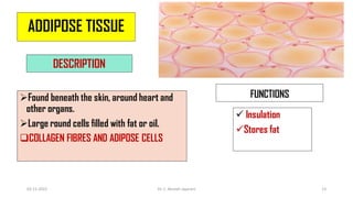 ADDIPOSE TISSUE
DESCRIPTION
Found beneath the skin, around heart and
other organs.
Large round cells filled with fat or oil.
COLLAGEN FIBRES AND ADIPOSE CELLS
FUNCTIONS
 Insulation
Stores fat
02-11-2022 Dr. C. Beulah Jayarani 13
 