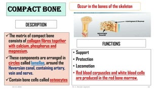 COMPACT BONE
DESCRIPTION
The matrix of compact bone
consists of collagen fibres together
with calcium, phosphorus and
magnesium.
These components are arranged in
circles called lamellae, around the
Haversian canal, containing artery,
vein and nerve.
Contain bone cells called osteocytes
FUNCTIONS
• Support
• Protection
• Locomotion
• Red blood corpuscles and white blood cells
are produced in the red bone marrow.
Occur in the bones of the skeleton
02-11-2022 Dr. C. Beulah Jayarani 14
 