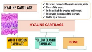 HYALINE CARTILAGE
 Occurs at the ends of bones in movable joints.
 Parts of the larynx.
 In the walls of the trachea and bronchi.
 In between the ribs and the sternum.
 On the tip of the nose
HYALINE CARTILAGE
WHITE FIBROUS
CARTILAGE
YELLOW ELASTIC
CARTILAGE
BONE
15
 