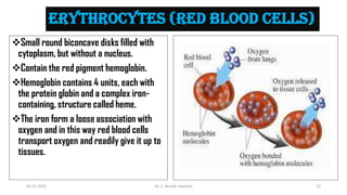 ERYTHROCYTES (RED BLOOD CELLS)
Small round biconcave disks filled with
cytoplasm, but without a nucleus.
Contain the red pigment hemoglobin.
Hemoglobin contains 4 units, each with
the protein globin and a complex iron-
containing, structure called heme.
The iron form a loose association with
oxygen and in this way red blood cells
transport oxygen and readily give it up to
tissues.
02-11-2022 Dr. C. Beulah Jayarani 22
 